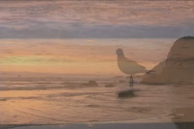 A dove on a quiet shoreline at first light
