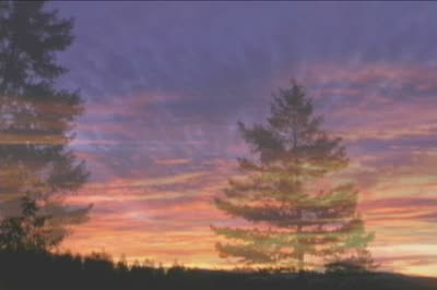 A single pine at dusk against a coloured sky