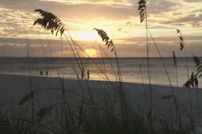 Sea oats against a sunset over the ocean